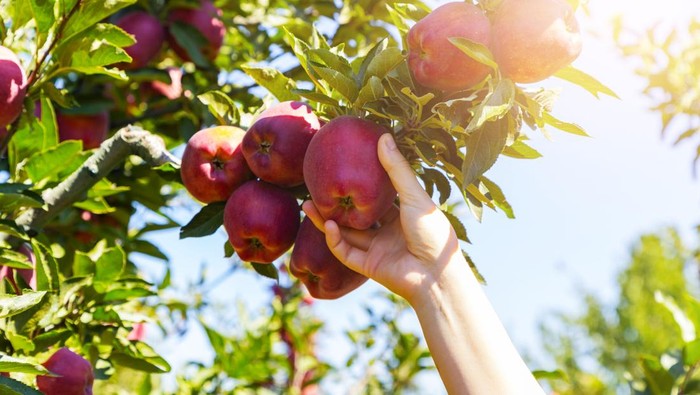 Ketika Pohon Menjalar ke Lahan Tetangga, Siapa Berhak atas Buahnya?