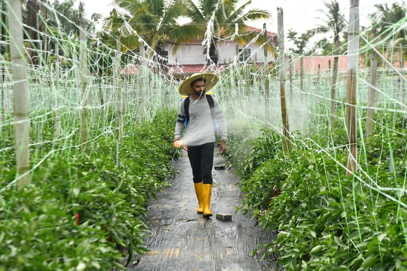Jadi Petani Cabai, Mantan Insinyur Raup Rp 193 Juta Tiap Musim Tanam