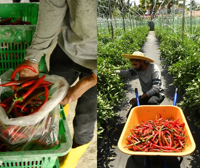 Jadi Petani Cabai, Mantan Insinyur Raup Rp 193 Juta Tiap Musim Tanam