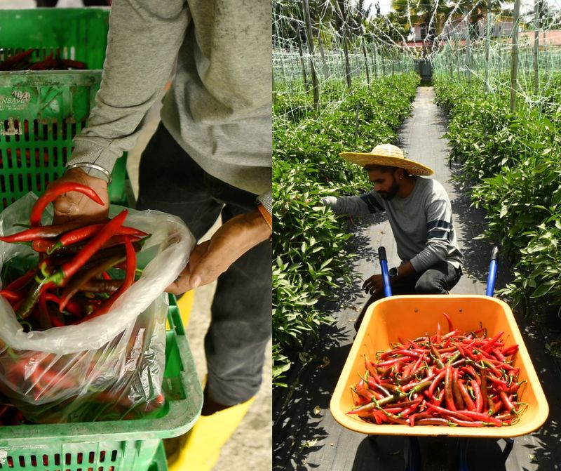 Jadi Petani Cabai, Mantan Insinyur Raup Rp 193 Juta Tiap Musim Tanam
