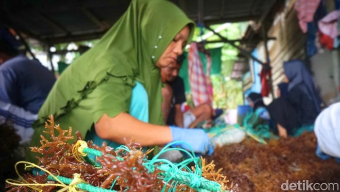 Jual beli rumput laut di Kaltara.