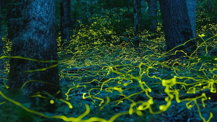 Kunang-kunang hantu biru di Asheville, Carolina Utara, AS