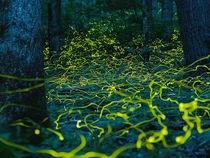 Kunang-Kunang Langka Jadi Harapan Pulihkan Wisata Usai Badai Melanda