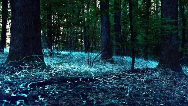 Kunang-kunang hantu biru di Asheville, Carolina Utara, AS