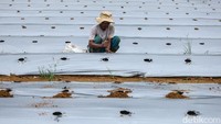 Ke depan, lahan ini direncanakan akan dimanfaatkan secara lebih maksimal, tidak hanya untuk pertanian, tetapi juga untuk peternakan, perikanan, dan pengolahan sampah. Upaya ini menjadi langkah konkret dalam mendukung ketahanan pangan sekaligus memperbaiki kualitas lingkungan.