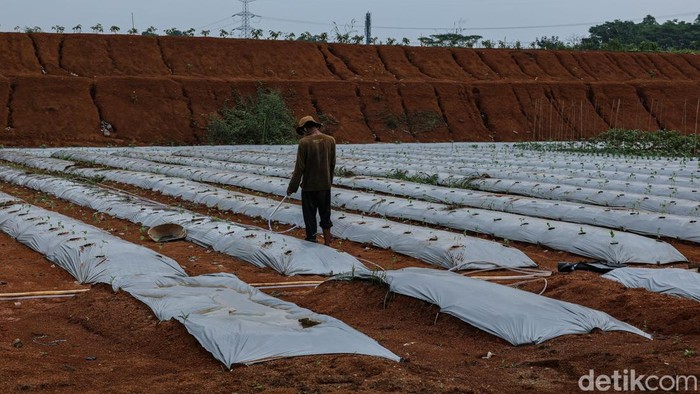 Seorang petugas menyiram tanaman di kawasan Tanah Merah, Depok, Senin (26/5/2025). Kegiatan ini merupakan bagian dari program pemanfaatan lahan untuk mendukung ketahanan pangan.