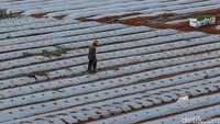 Secara keseluruhan, terdapat 2.000 tanaman cabai yang ditanam di lahan tersebut. Panen diperkirakan akan berlangsung dalam waktu 2 hingga 3 bulan mendatang.