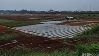 Lahan yang digunakan merupakan bagian dari aset BLBI seluas 54 hektar. Dari total luas tersebut, Kodim 0508/Depok memanfaatkan sekitar 18 hektar untuk kegiatan pertanian.