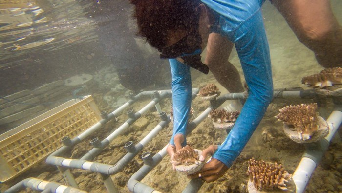 Warga melakukan pembibitan sekaligus menanam terumbu karang di Pulau Pramuka, Kepulauan Seribu, Jakarta, Minggu (25/5/2025). Kegiatan masyarakat Pulau Pramuka tersebut dilakukan guna menjaga kelestarian terumbu karang untuk menjaga keberlangsungan spesies ikan dan makhluk laut lainnya, sehingga mendukung keberlanjutan mata pencaharian masyarakat pesisir, khususnya nelayan dan pelaku wisata bahari.  ANTARA FOTO/Muhammad Adimaja/YU