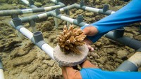 Kegiatan masyarakat Pulau Pramuka tersebut dilakukan guna menjaga kelestarian terumbu karang untuk menjaga keberlangsungan spesies ikan dan makhluk laut lainnya.  