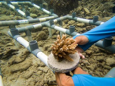 Melihat Pembibitan dan Penanaman Terumbu Karang di Pulau Pramuka