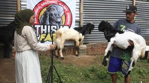 Nggak Biasa! Penjual Kambing Kurban Gaet Pembeli Lewat Live Streaming