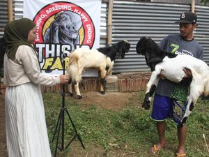 Nggak Biasa! Penjual Kambing Kurban Gaet Pembeli Lewat Live Streaming