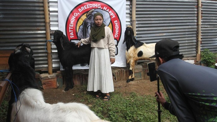 Nggak Biasa! Penjual Kambing Kurban Gaet Pembeli Lewat Live Streaming Peternak menunjukan gigi kambing kurban yang sudah poel atau dewasa saat penjualan secara langsung melalui media sosial di kandang This is Farm, Kota Malang, Jawa Timur, Senin (26/6/2025). Peternak setempat memanfaatkan teknologi penjualan langsung atau live streaming media sosial dan pasar digital untuk menawarkan berbagai jenis kambing kurban antara lain Peranakan Etawa (PE), Senduro serta Jawa Randu dan dalam jangka waktu sebulan sekitar 90 persen kambing kurban miliknya sudah terjual dengan harga Rp3,5 juta hingga Rp7 juta per ekor. ANTARA FOTO/Ari Bowo Sucipto/foc.