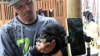 Hasilnya cukup signifikan, dalam waktu sebulan sekitar 90 persen kambing kurban dari peternakan tersebut sudah laku terjual. Harga kambing bervariasi, mulai dari Rp3,5 juta hingga Rp7 juta per ekor, tergantung pada jenis dan bobot hewan yang ditawarkan.
