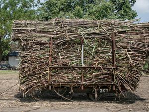 Genjot Produksi Tebu-Kopi, Kementan Bakal Tebar Bibit Unggul ke Petani Rp 5,5 T