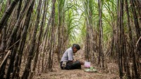 Tanaman tebu merupakan salah satu komoditi perkebunan unggulan di wilayah Sragen khususnya di bagian utara kota. Keberadaan Pabrik Gula (PG) Mojo sendiri yang sudah ada sejak era kolonial Belanda dalam sejarahnya memiliki andil besar dalam meningkatkan pertumbuhan ekonomi di wilayah utara Sragen yang tanahnya terkenal kering dan tandus. 