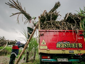 Kementan: Siapapun Boleh Investasi Gula, Lahan-Perizinan Kami Siapkan!