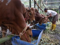 Kurban untuk Orang yang Meninggal, Benarkah Termasuk Sedekah Jariyah?