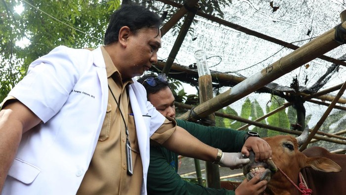 Pemeriksaan hewan kurban di sejumlah lapak yang telah berdiri di Surabaya.