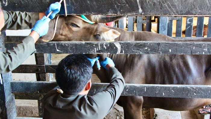 Pemeriksaan sapi kurban di Instalasi Karantina Hewan Parepare sebelum diberangkatkan ke Kalimantan.