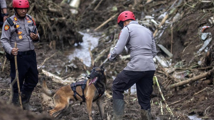 Petugas kepolisian mengerahkan anjing pelacak untuk mencari korban bencana tanah longsor di Cikahuripan, Lembang, Kabupaten Bandung Barat, Jawa Barat, Senin (26/5/2025). Hingga hari keempat pencarian pukul 13.00 WIB, tim SAR gabungan masih berupaya untuk mencari seorang warga yang dinyatakan hilang dalam bencana tersebut namun pencarian terkendala faktor cuaca dan kontur tanah yang labil. ANTARA FOTO/Abdan Syakura/foc.