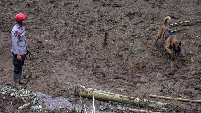 Petugas kepolisian mengerahkan anjing pelacak untuk mencari korban bencana tanah longsor di Cikahuripan, Lembang, Kabupaten Bandung Barat, Jawa Barat, Senin (26/5/2025). Hingga hari keempat pencarian pukul 13.00 WIB, tim SAR gabungan masih berupaya untuk mencari seorang warga yang dinyatakan hilang dalam bencana tersebut namun pencarian terkendala faktor cuaca dan kontur tanah yang labil. ANTARA FOTO/Abdan Syakura/foc.