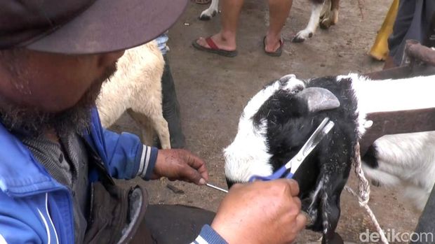 Penyedia jasa salon kambing di Pasar Hewan Purbalingga, Senin (26/5/2025).