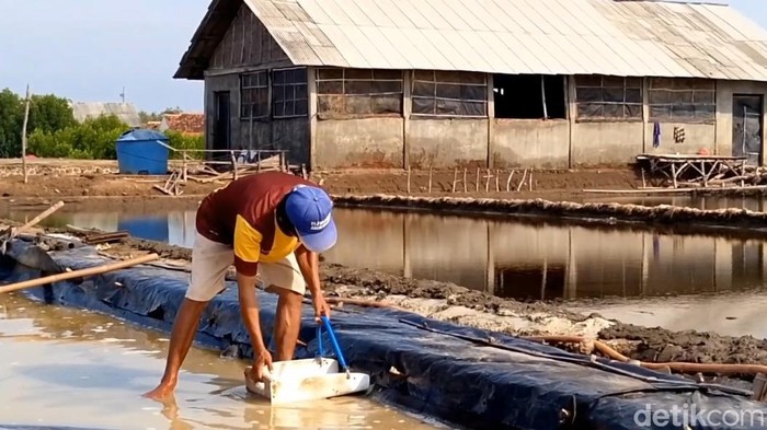 Petani garam di Probolinggo