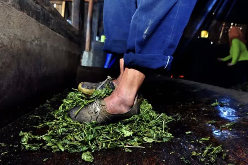 Proses pembuatan teh kejek dengan carai diinjak-injak.