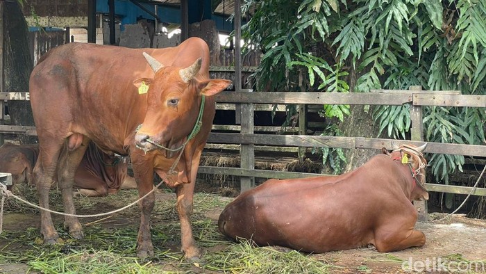 Menjelang Idul Adha, banyak sapi kurban yang mulai berdatangan ke penampungan Rumah Pemotongan Hewan (RPH) Banjarmasin. Hingga saat ini diperkirakan sudah mencapai 500 ekor.