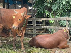 Shohibul Qurban Wajib Menyaksikan Penyembelihan Hewan Kurban atau Tidak?