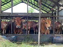 Ratusan Sapi Kurban Masuk Rumah Pemotongan Hewan di Banjarmasin