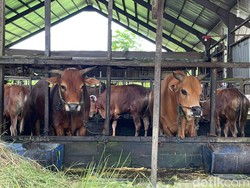 AI Bisa Bantu Pilih Hewan Kurban Sesuai Budget? Ini Ulasannya