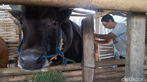 Sapi milik Mujitahid, warga Gubuk Mamben, Sekarbela, Kota Mataram yang dipilih Presiden Prabowo Subianto untuk Idul Adha tahun ini, Senin (26/5/2025).