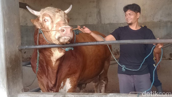 Sapi peternak warga Mranggen, Jatinom, yang dibeli Presiden Prabowo untuk kurban di Klaten, Senin (26/5/2025).