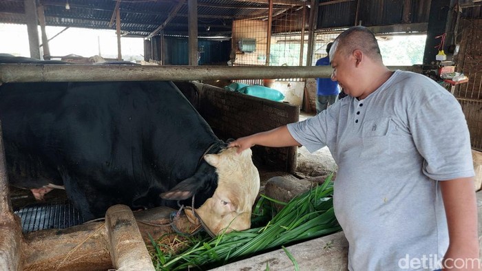 Sapi Presiden Prabowo yang dibeli dari Lamongan