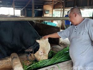 Mengenal Oreo, Sapi 1,2 Ton Asal Lamongan Jadi Kurban Presiden Prabowo