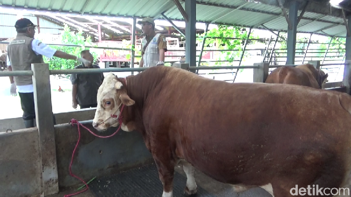 Sapi simental dibeli Prabowo dari peternak Lumajang yang diberi nama Si Gemoy.