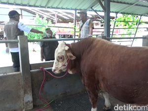 Ini Si Gemoy, Sapi Simental yang Dibeli Prabowo dari Peternak Lumajang