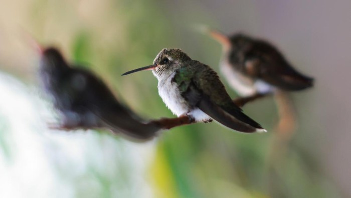 Catia Lattouf membuka klinik darurat di apartemennya di Meksiko. Ia merawat burung kolibri yang sakit atau terluka secara sukarela.