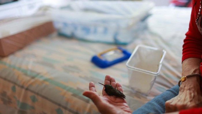 Catia Lattouf membuka klinik darurat di apartemennya di Meksiko. Ia merawat burung kolibri yang sakit atau terluka secara sukarela.