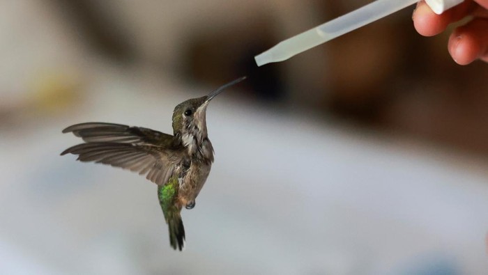 Unik, Ada Klinik Rawat Burung di Apartemen Kota Meksiko Catia Lattouf membuka klinik darurat di apartemennya di Meksiko. Ia merawat burung kolibri yang sakit atau terluka secara sukarela.