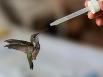 Unik, Ada Klinik Rawat Burung di Apartemen Kota Meksiko