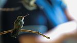 Unik, Ada Klinik Rawat Burung di Apartemen Kota Meksiko