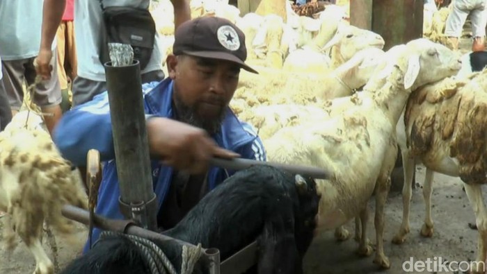Yanto, pemilik salon kambing tengah melakukan perawatan di Pasar Hewan Purbalingga, Senin (26/5/2025).