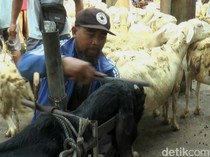 Jelang Iduladha, Jasa Salon Kambing di Purbalingga Laris Manis