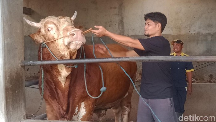 Bisma, sapi yang dibeli presiden Prabowo Subianto untuk qurban di Klaten.