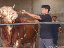 Peternak Klaten Setel Murotal Tiap Pagi untuk Sapi Kurban Prabowo