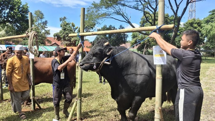 Hewan kurban di Bogor (Solihin/detikcom)